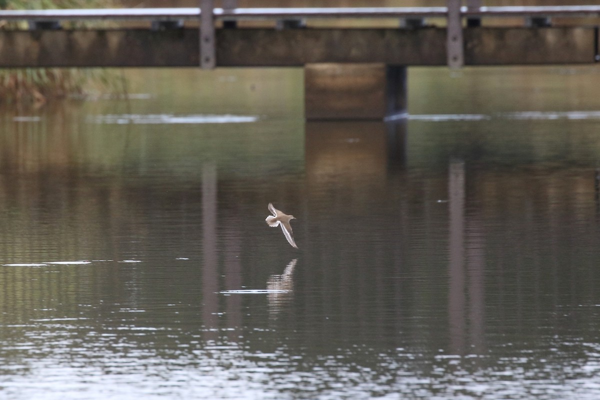 Common Sandpiper - ML641919553
