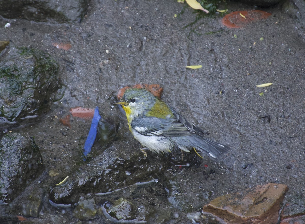Northern Parula - ML641919562