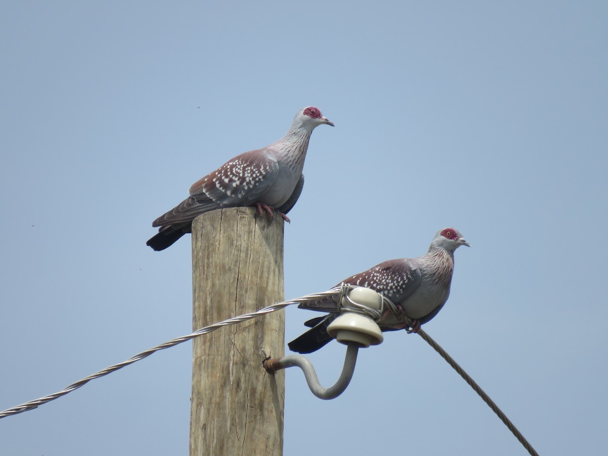 Speckled Pigeon - ML641919586