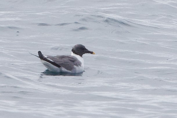 Gabbiano di Sabine - ML641919589