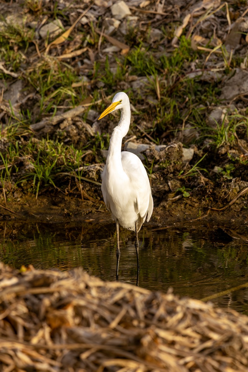 Great Egret (American) - ML641919593