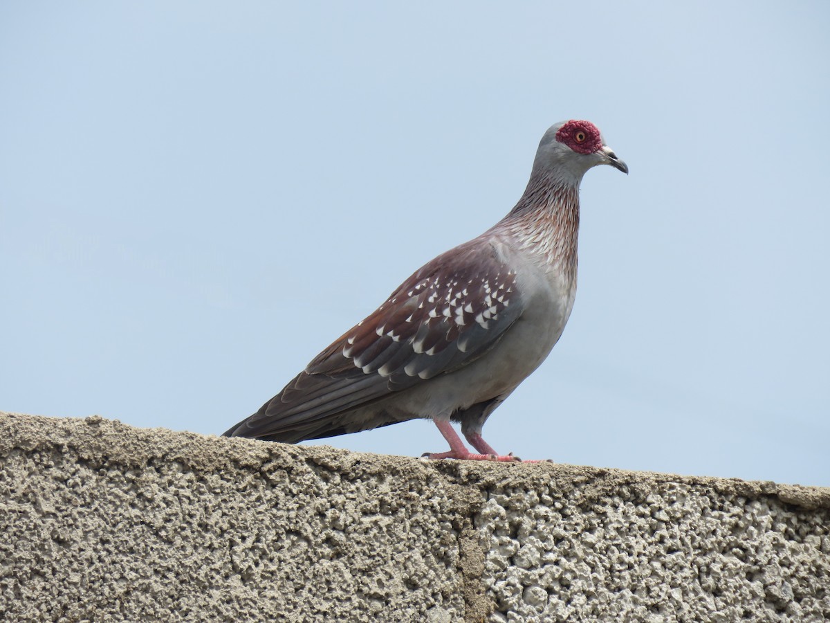 Speckled Pigeon - ML641919595