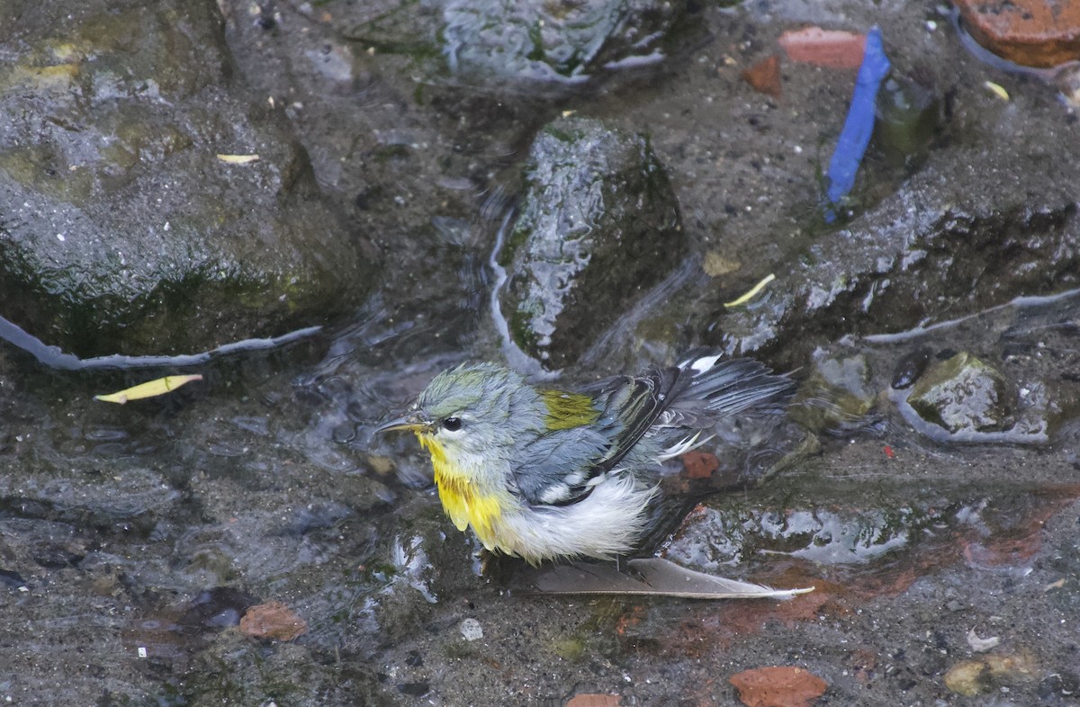 Northern Parula - ML641919639