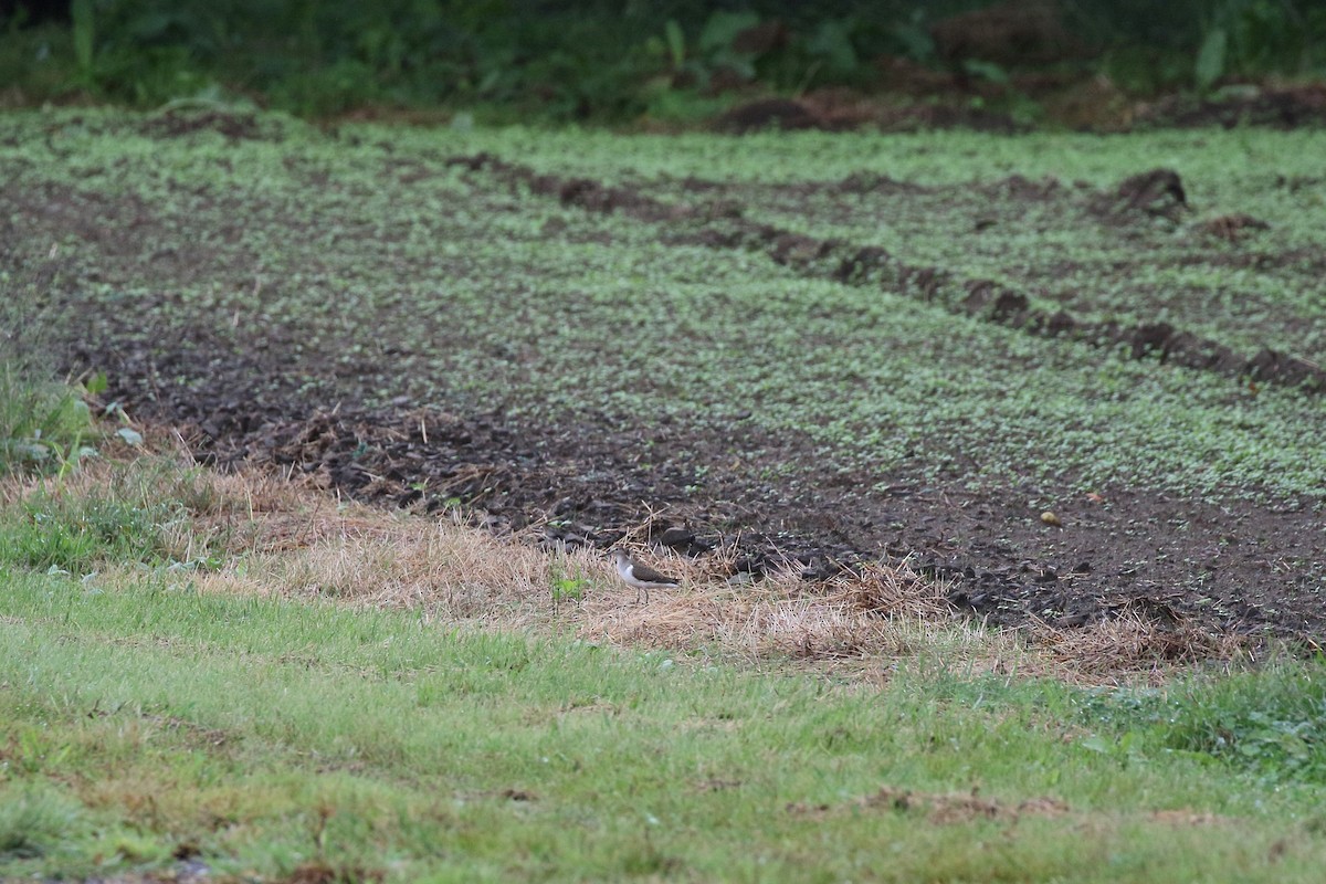 Common Sandpiper - ML641919640