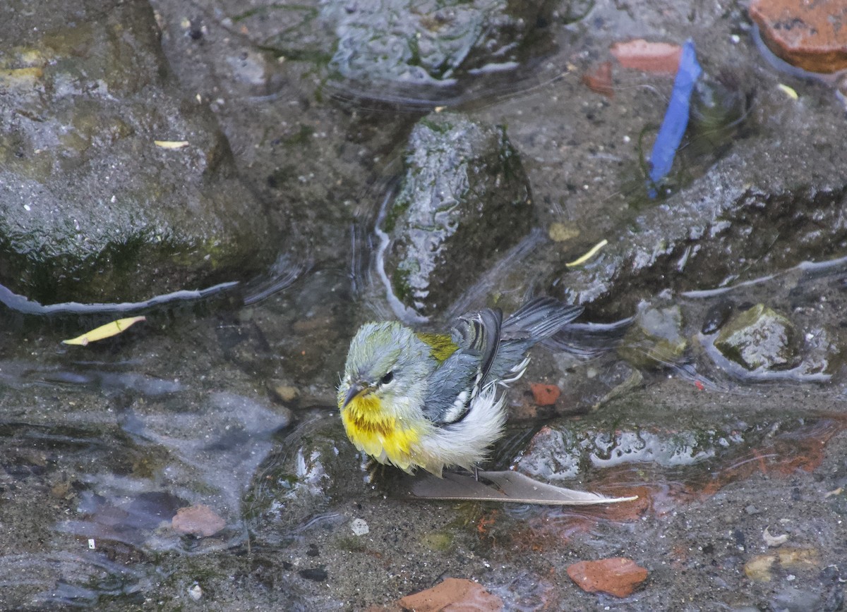 Northern Parula - ML641919680