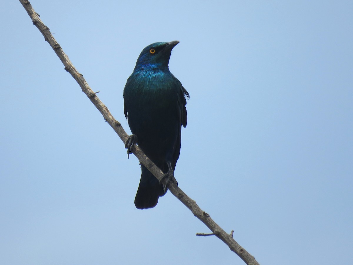 Lesser Blue-eared Starling - ML641919730
