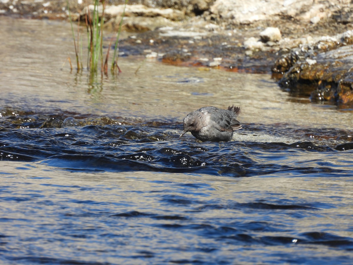 American Dipper - ML641919744