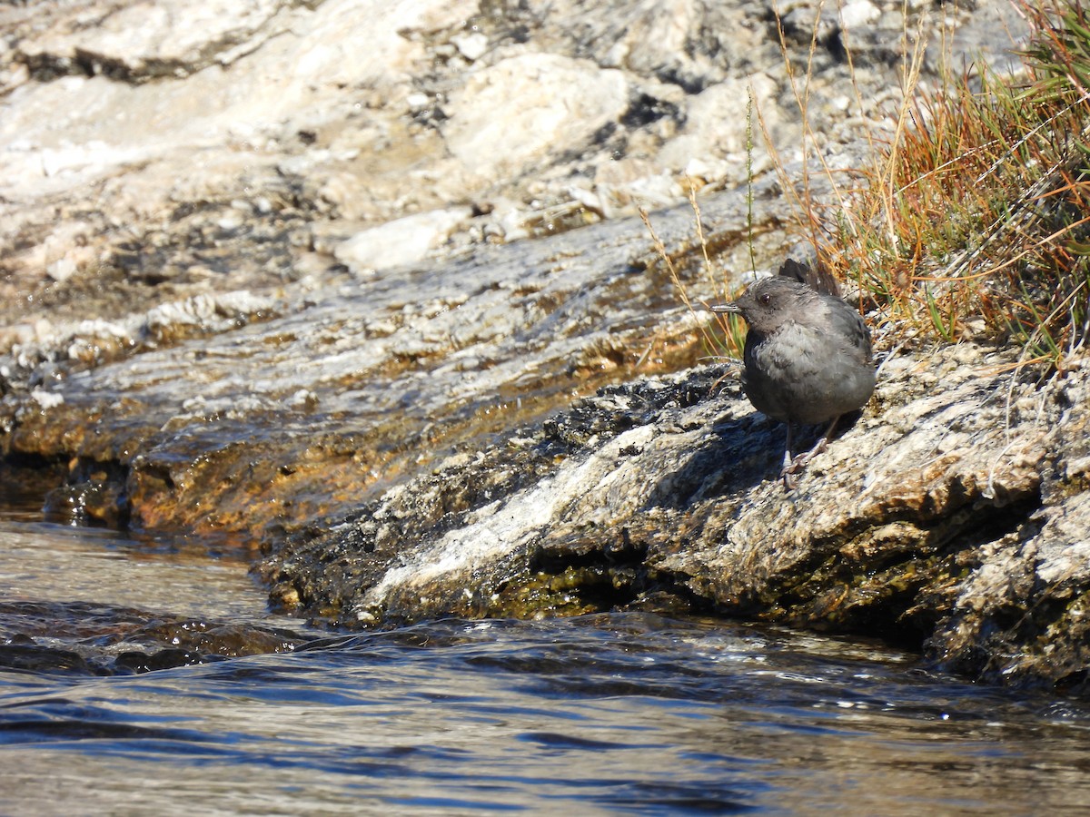 American Dipper - ML641919745