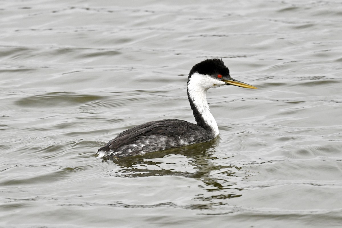 Western Grebe - ML641919747