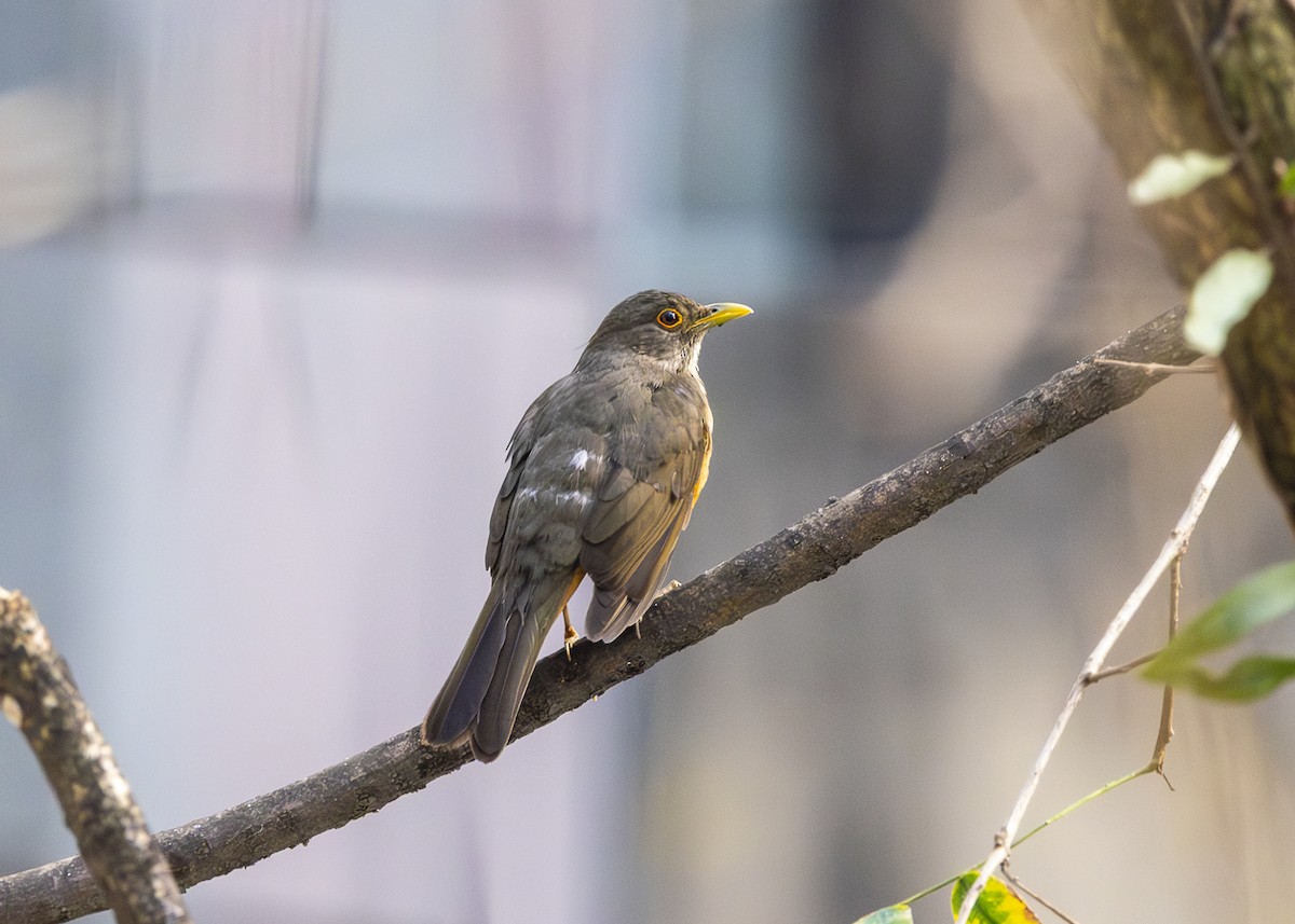 Rufous-bellied Thrush - ML641919819