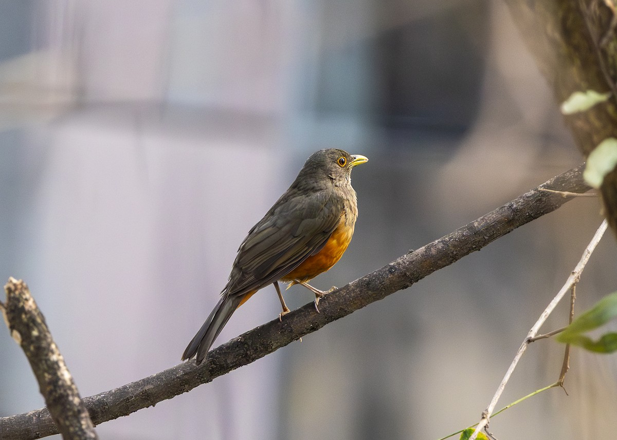 Rufous-bellied Thrush - ML641919820
