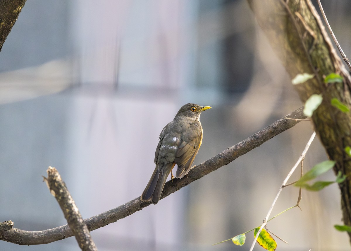 Rufous-bellied Thrush - ML641919821