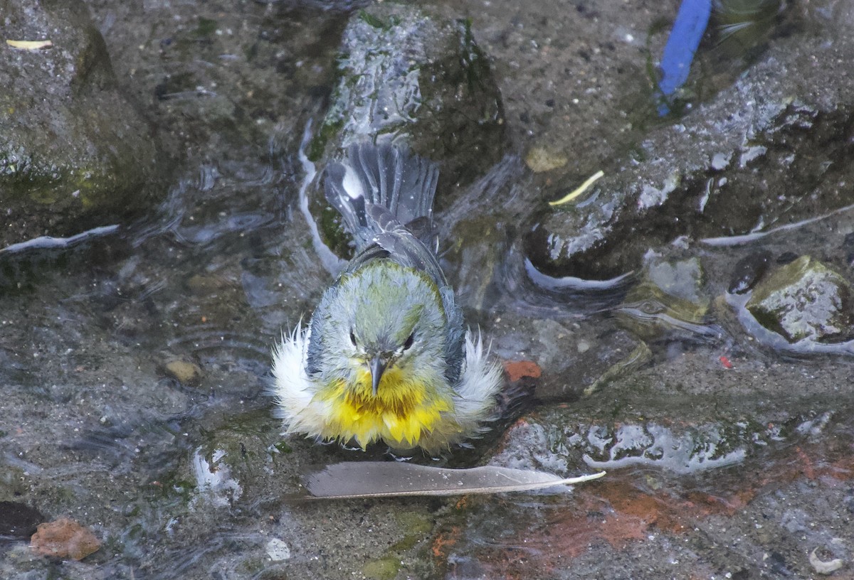 Northern Parula - ML641919825