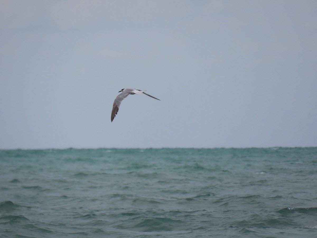 Common Tern - ML641919831