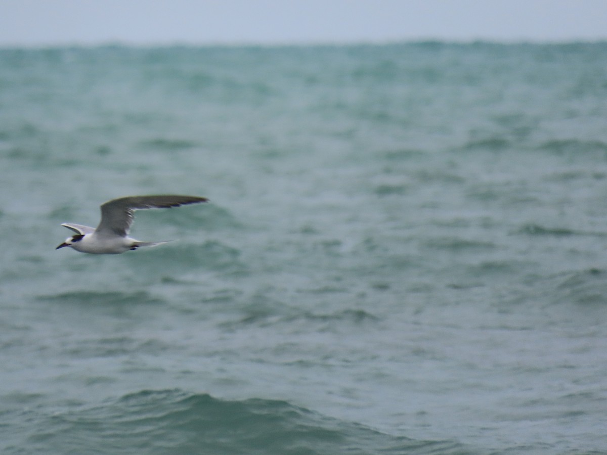 Common Tern - ML641919832