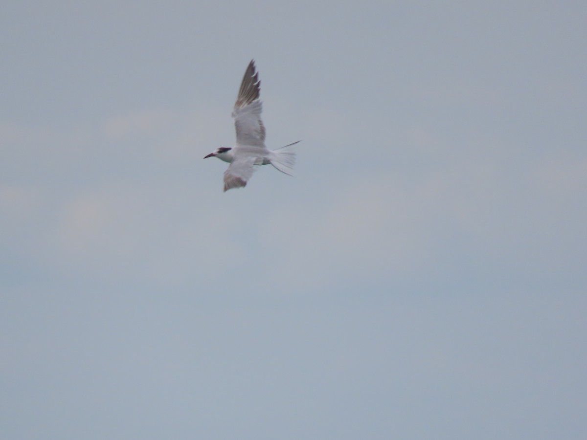 Common Tern - ML641919833