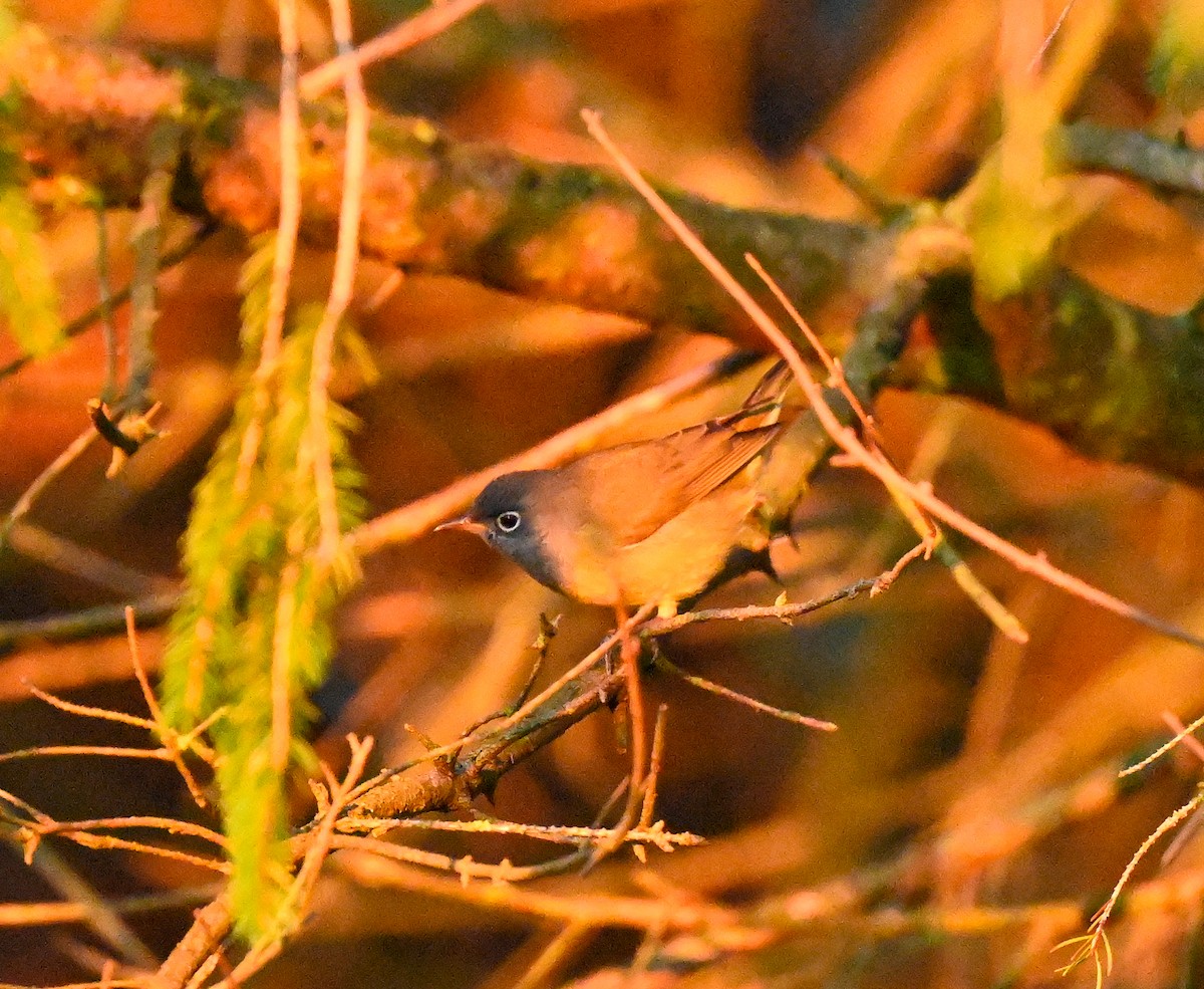 Connecticut Warbler - ML641919849