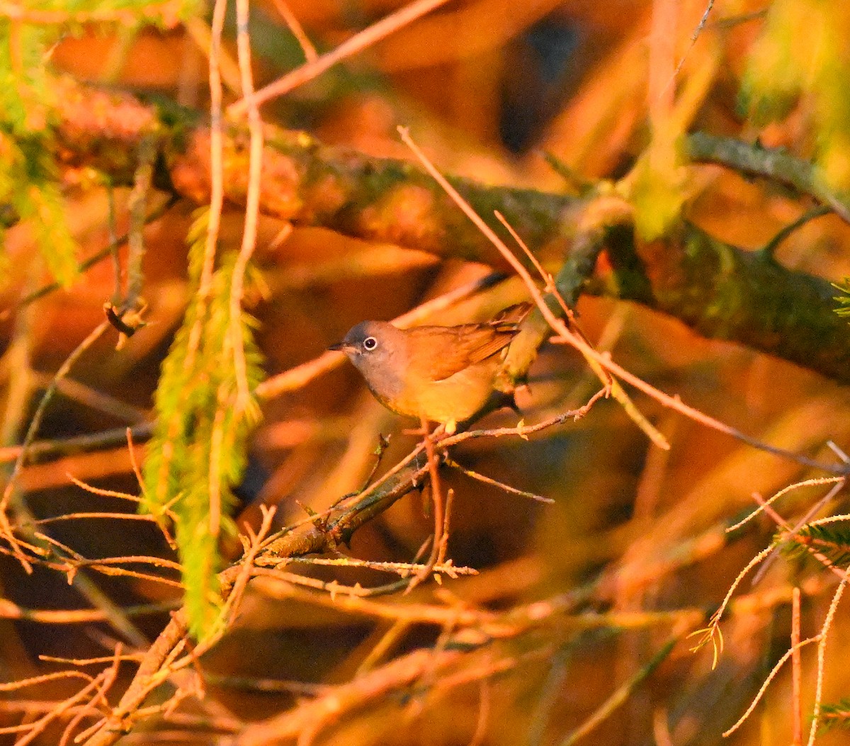 Connecticut Warbler - ML641919850