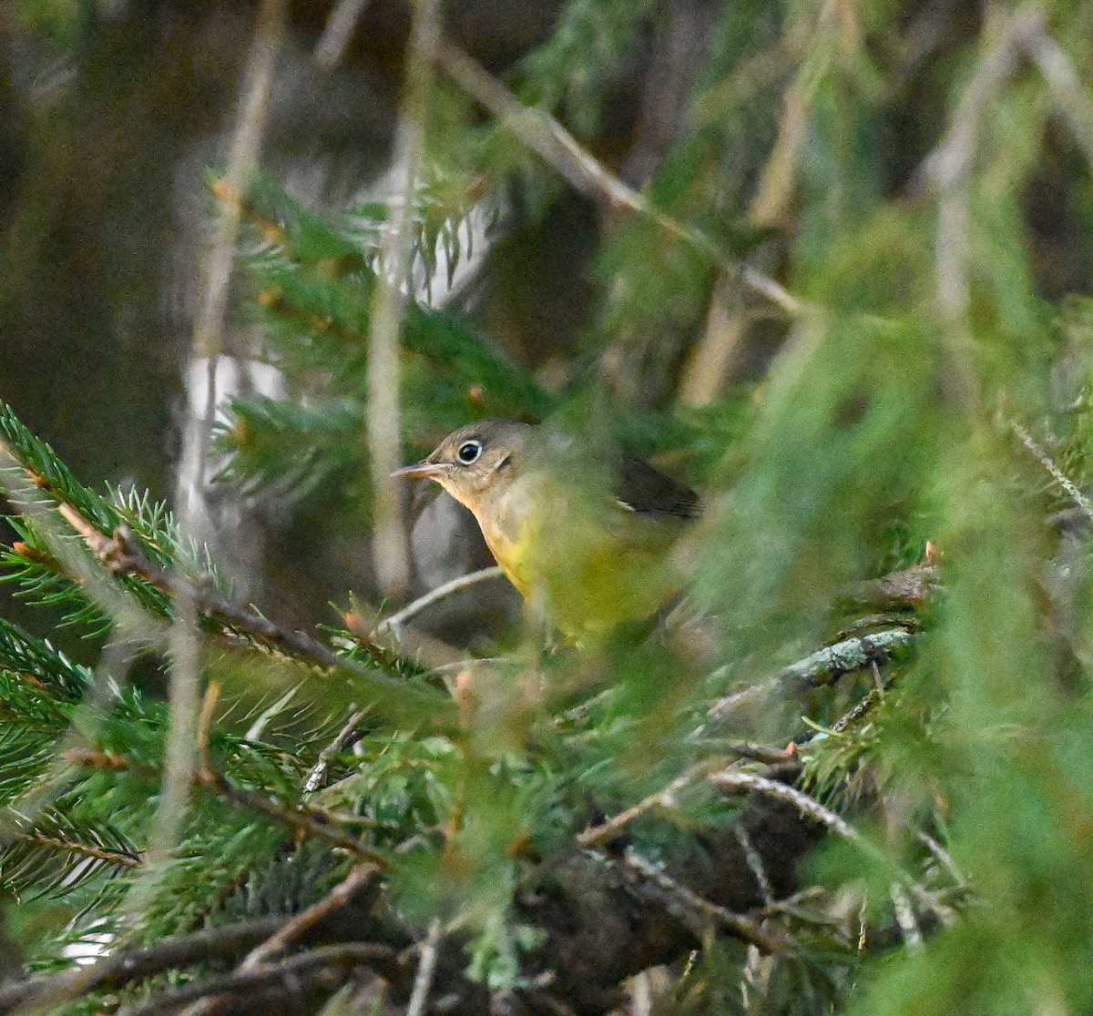 Connecticut Warbler - ML641919851