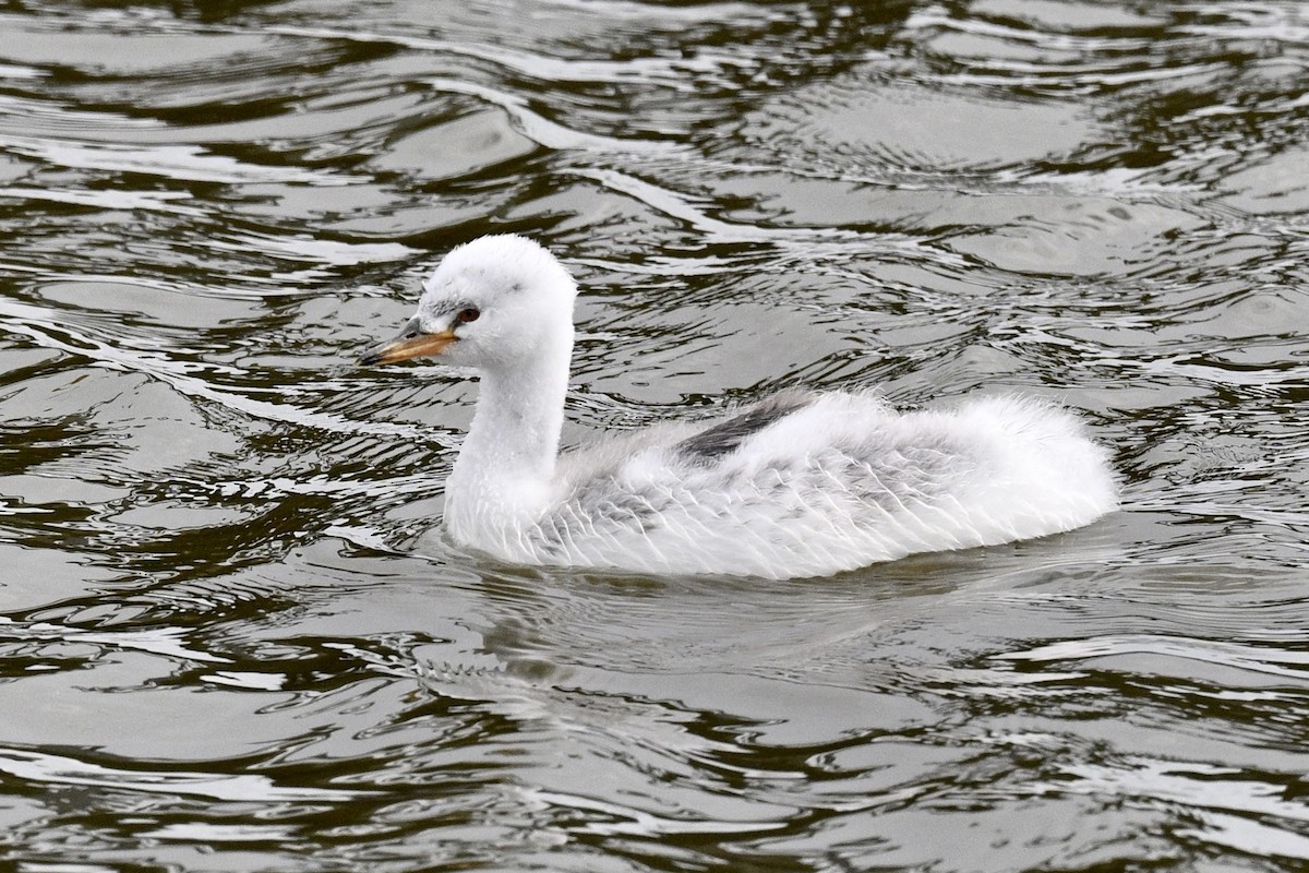 Clark's Grebe - ML641919868