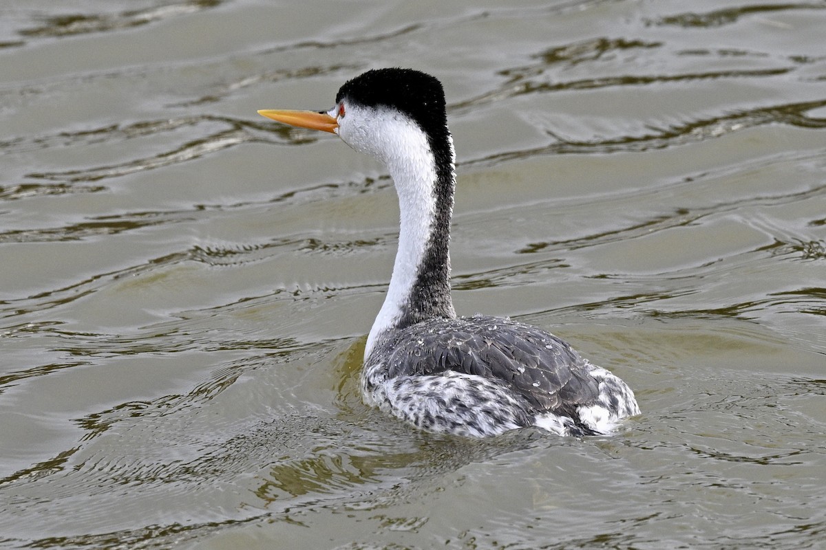 Clark's Grebe - ML641919869