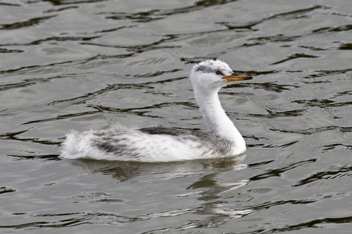 Clark's Grebe - ML641919870