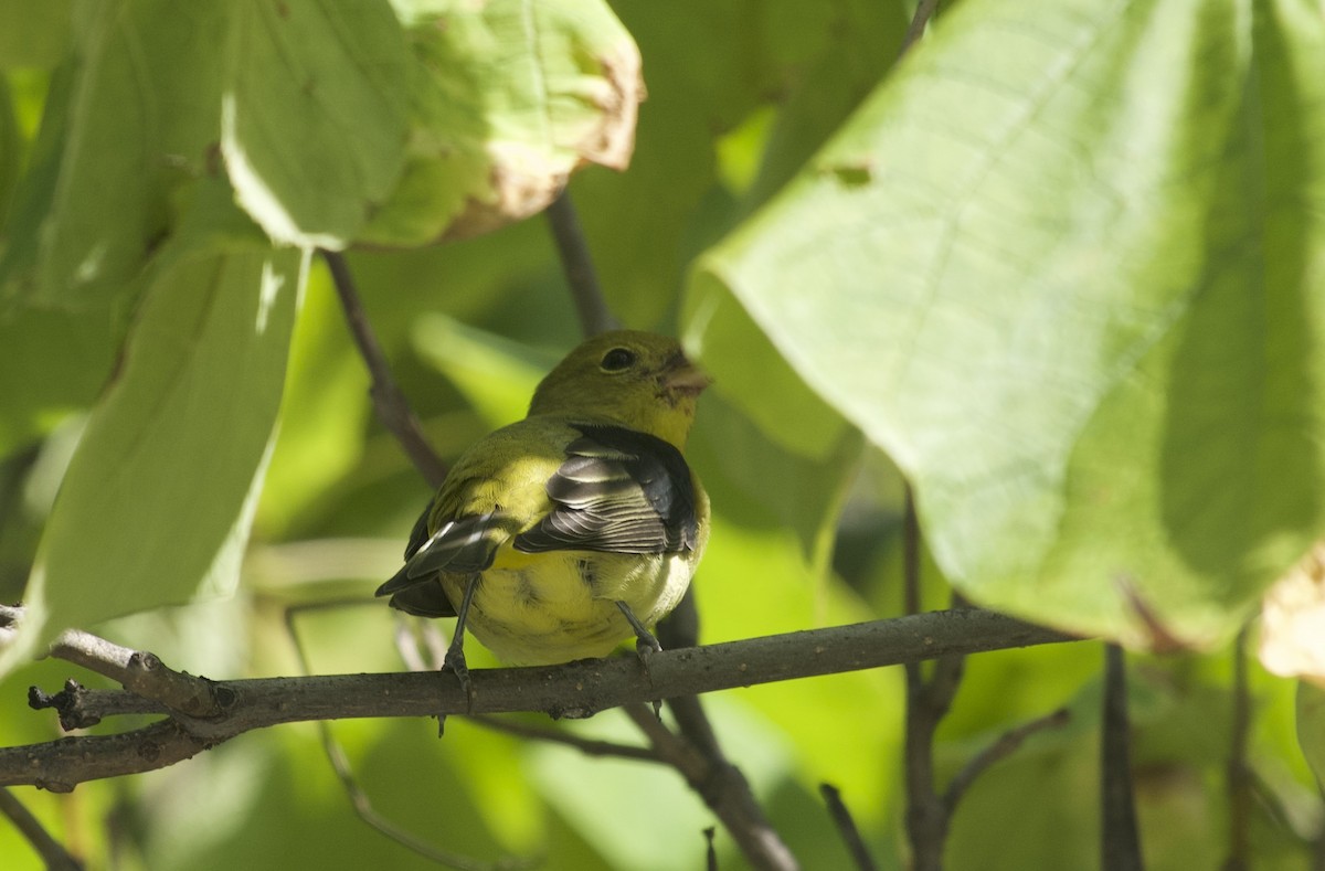 Scarlet Tanager - ML641919872
