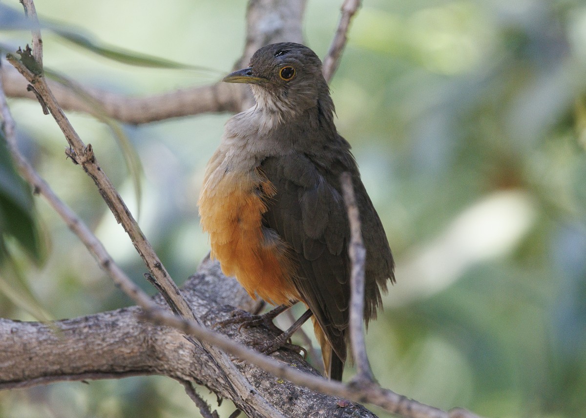 Rufous-bellied Thrush - ML641919888