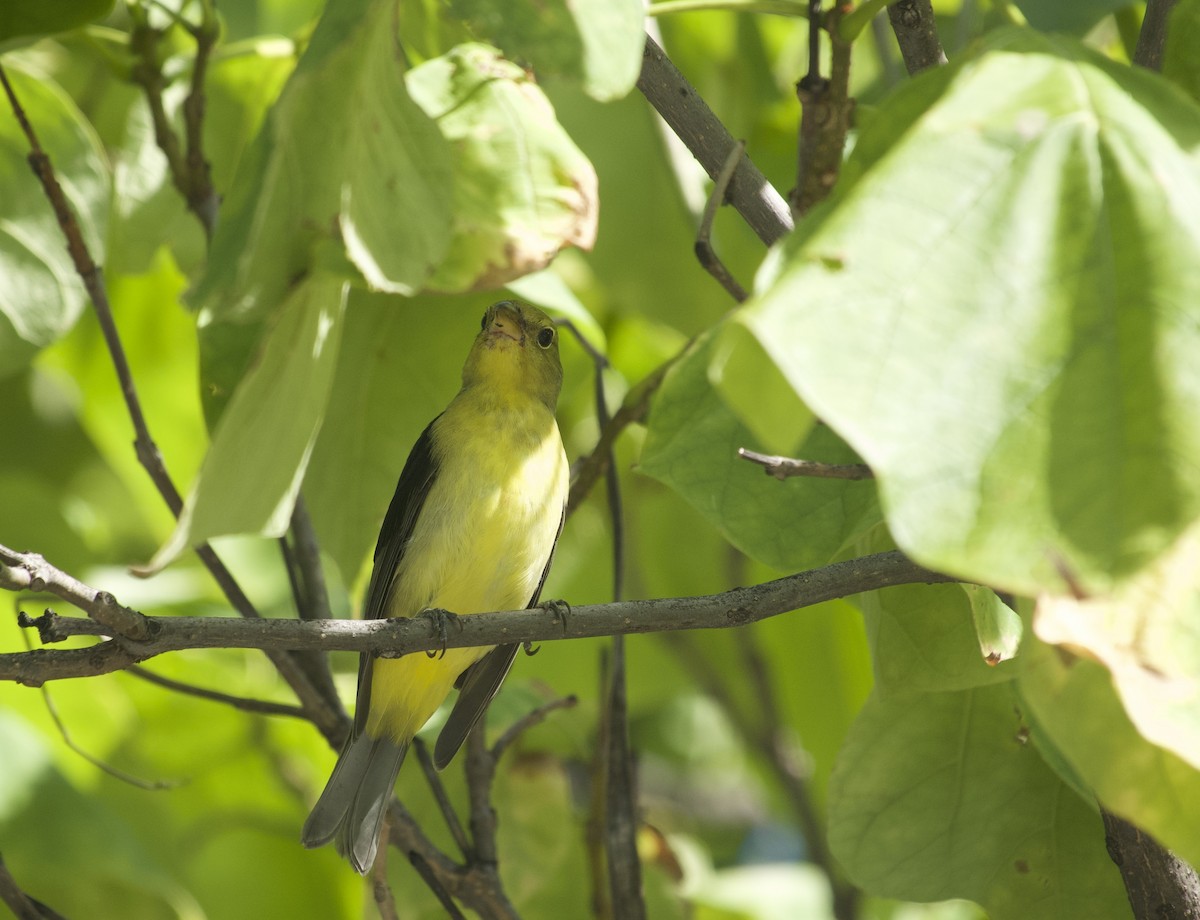 Scarlet Tanager - ML641919900