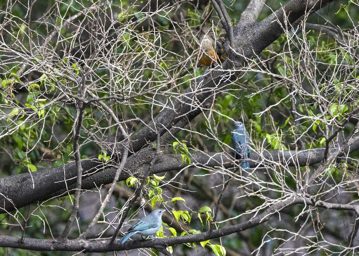 Rufous-bellied Thrush - ML641919922