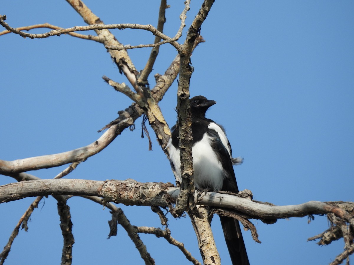 Black-billed Magpie - ML641919928