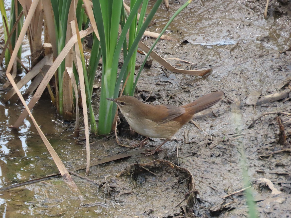 Mégalure caqueteuse - ML641919964