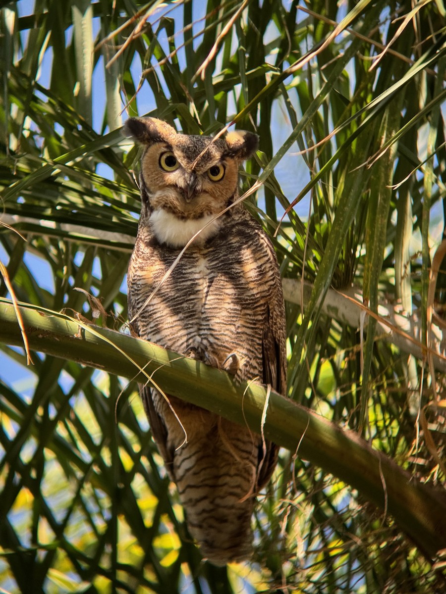 Great Horned Owl - ML641919965