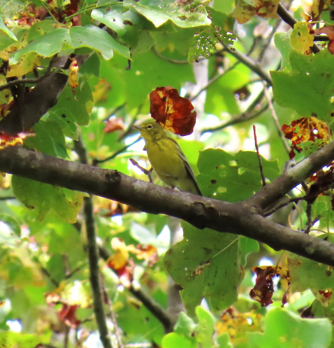 Pine Warbler - ML641919969