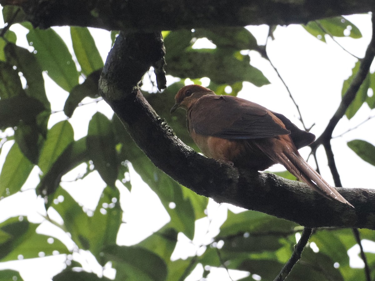 Brown Cuckoo-Dove - ML641919975