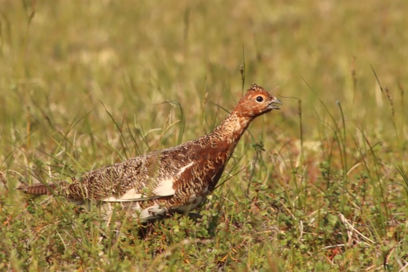 Willow Ptarmigan (Willow) - ML641919977