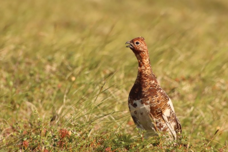 Willow Ptarmigan (Willow) - ML641919978