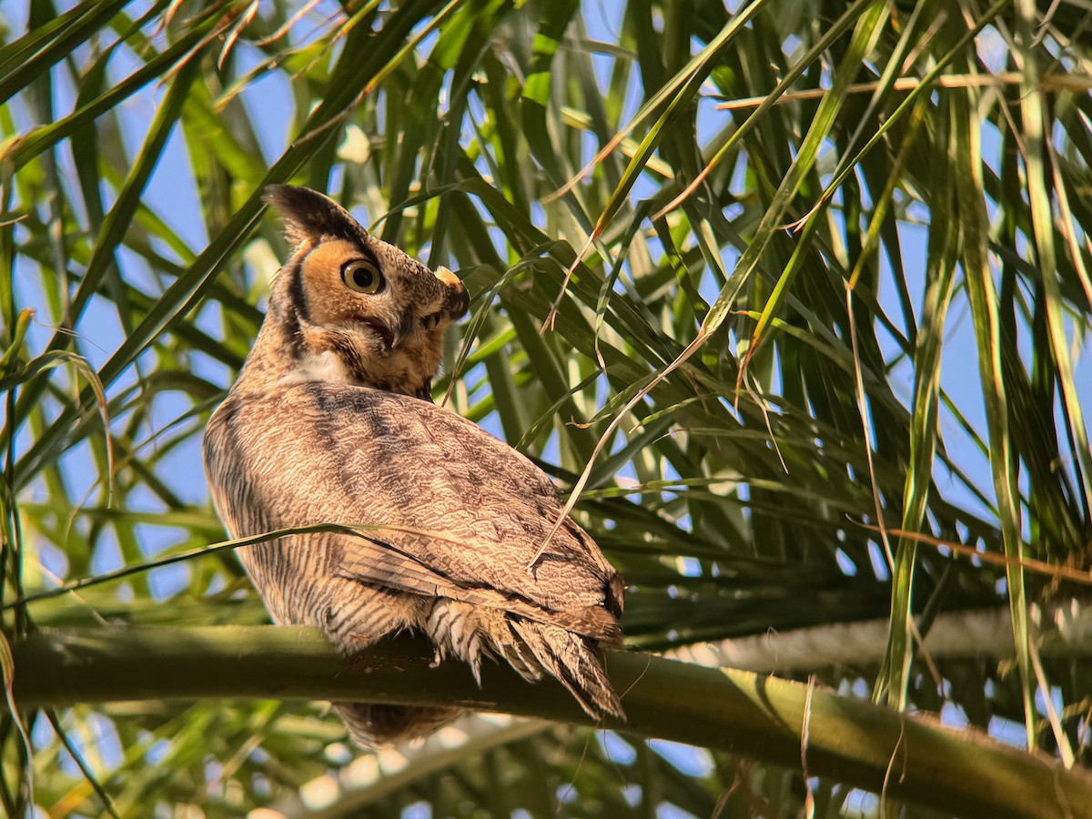 Great Horned Owl - ML641919980