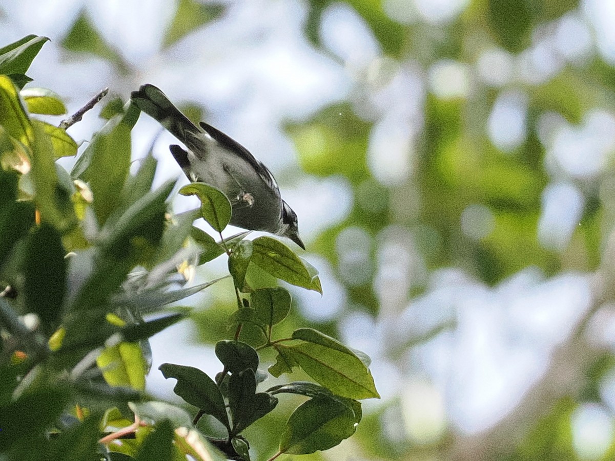 White-eared Monarch - ML641919995
