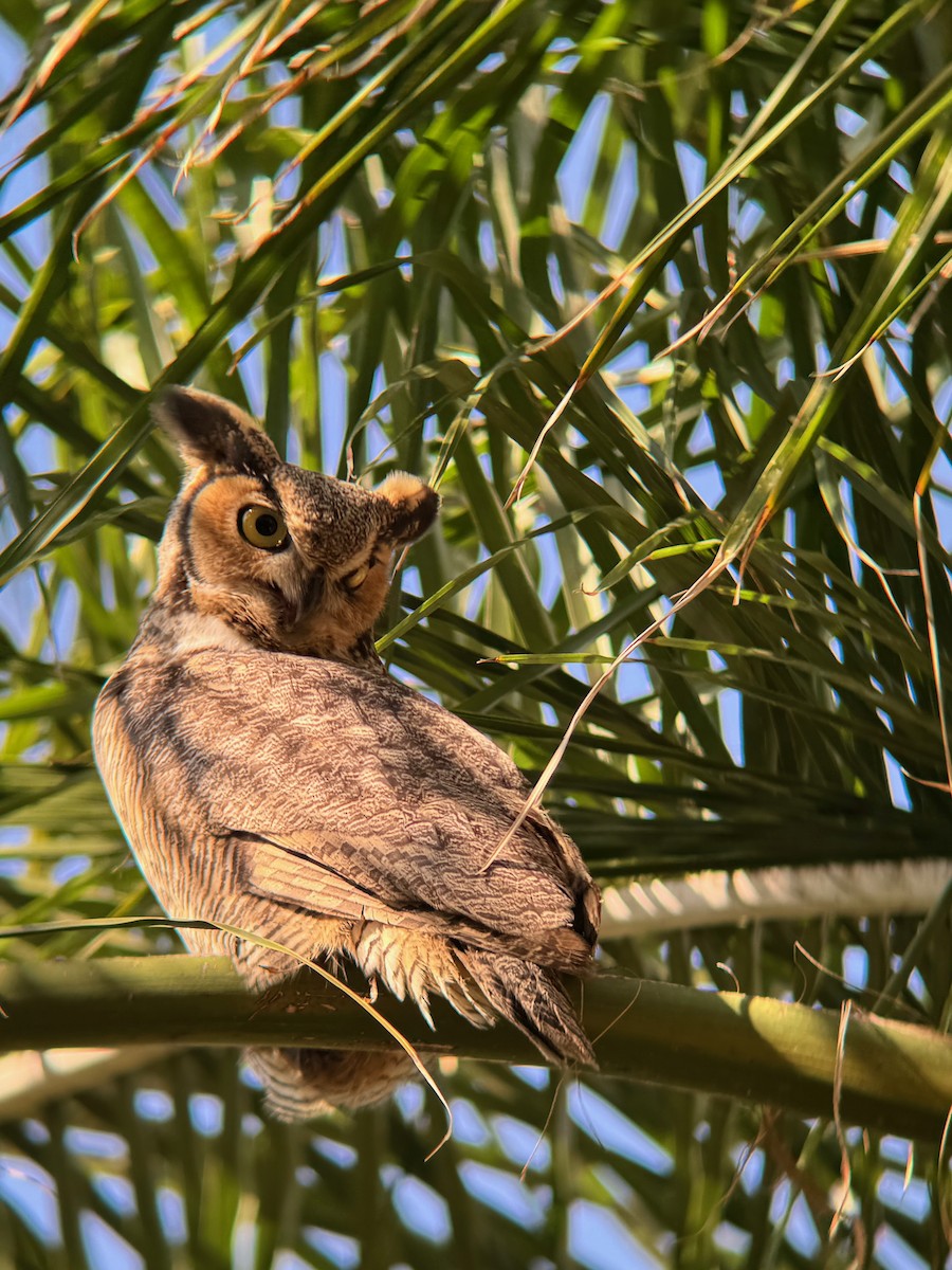 Great Horned Owl - ML641919997