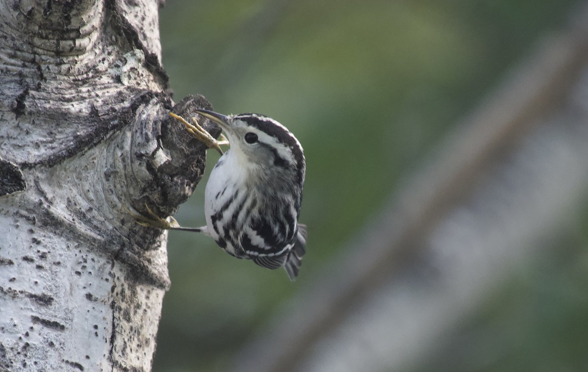 Black-and-white Warbler - ML641920009