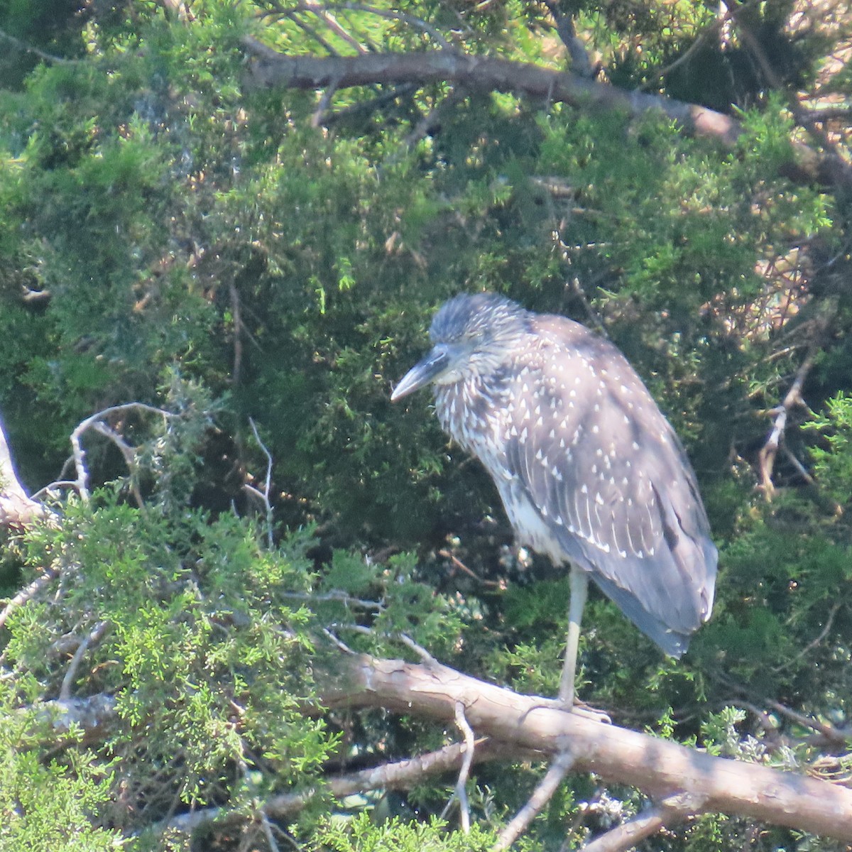 シラガゴイ - ML641920015