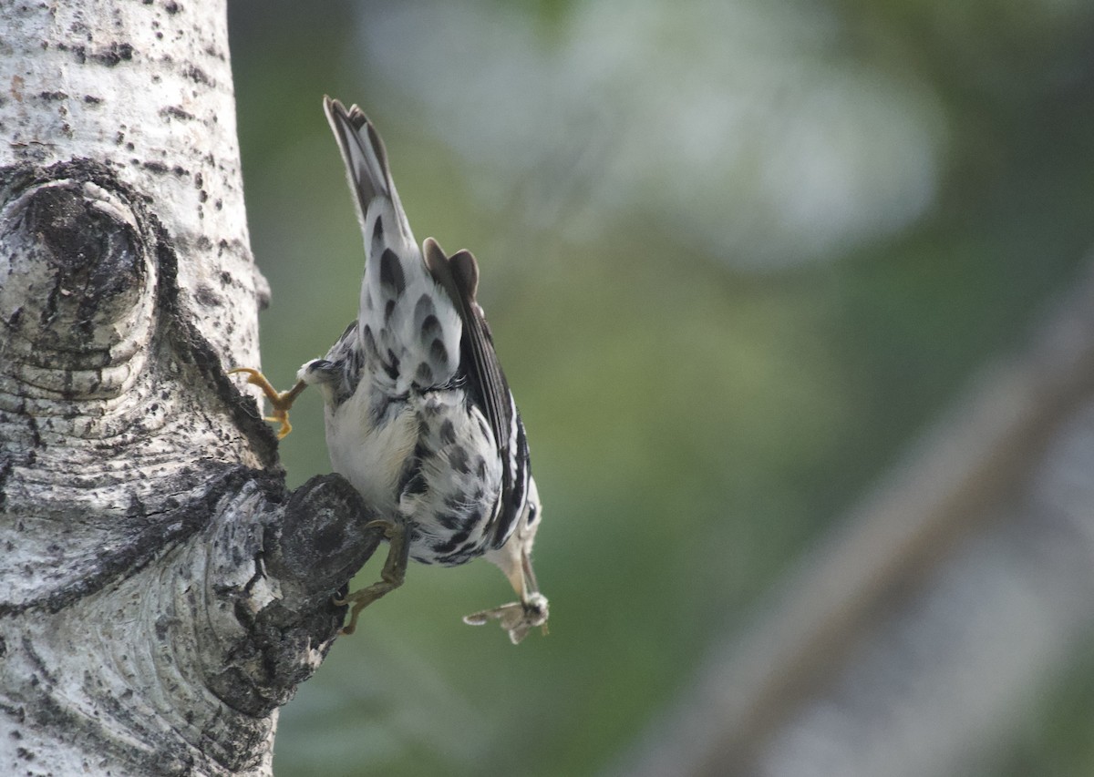 Black-and-white Warbler - ML641920019