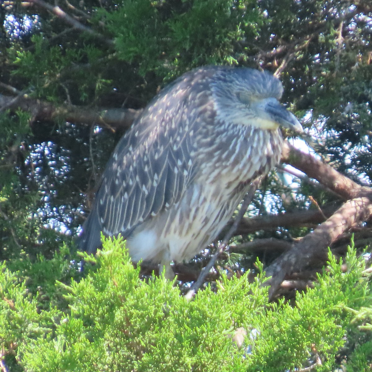 シラガゴイ - ML641920033