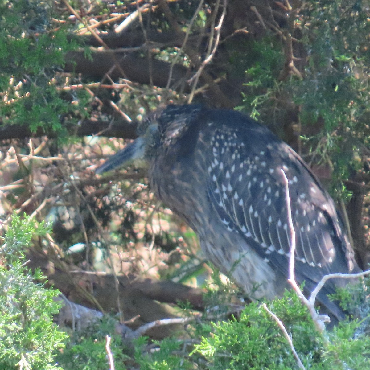 シラガゴイ - ML641920034