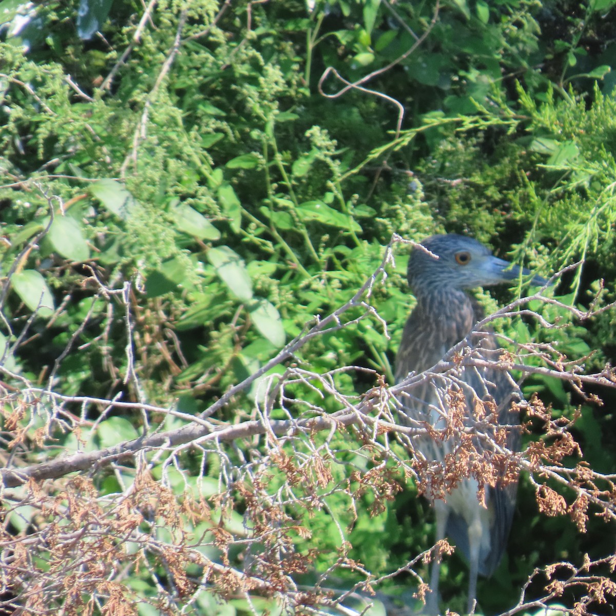 シラガゴイ - ML641920035