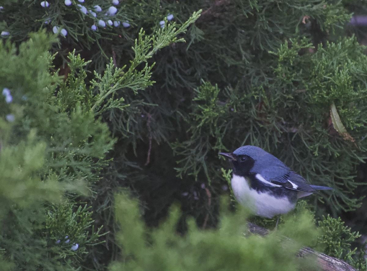 Black-throated Blue Warbler - ML641920052