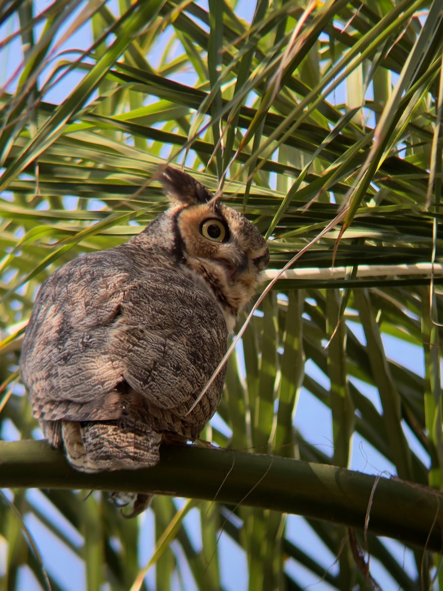 Great Horned Owl - ML641920053