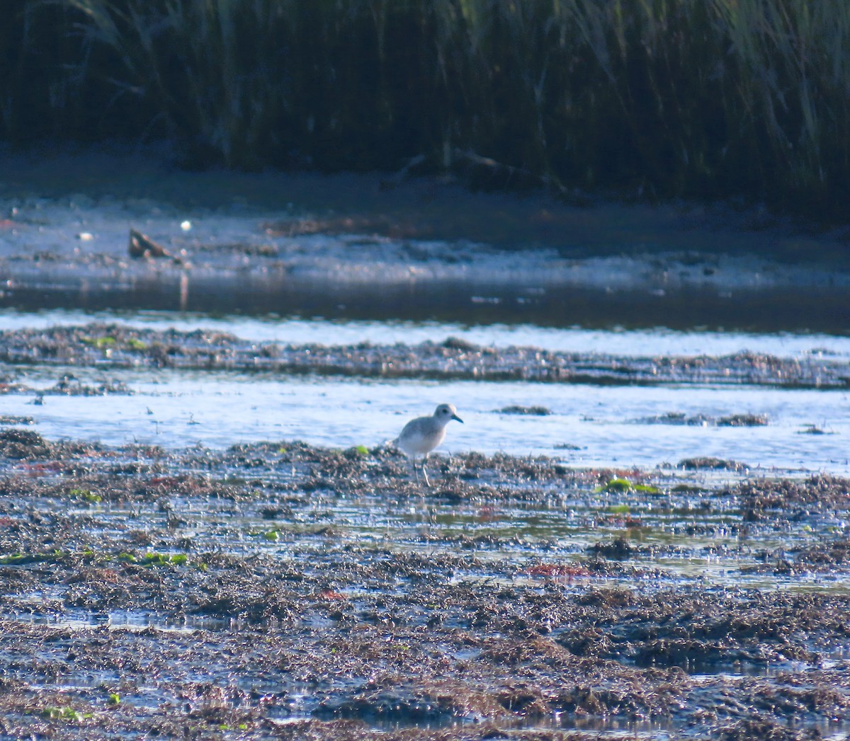 Black-bellied Plover - ML641920054