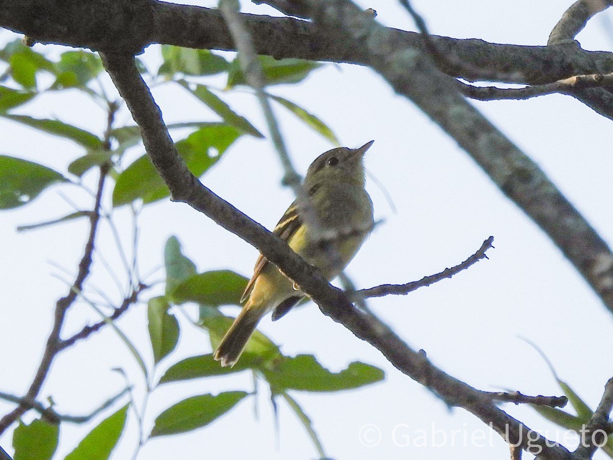 Yellow-bellied Flycatcher - ML641920055
